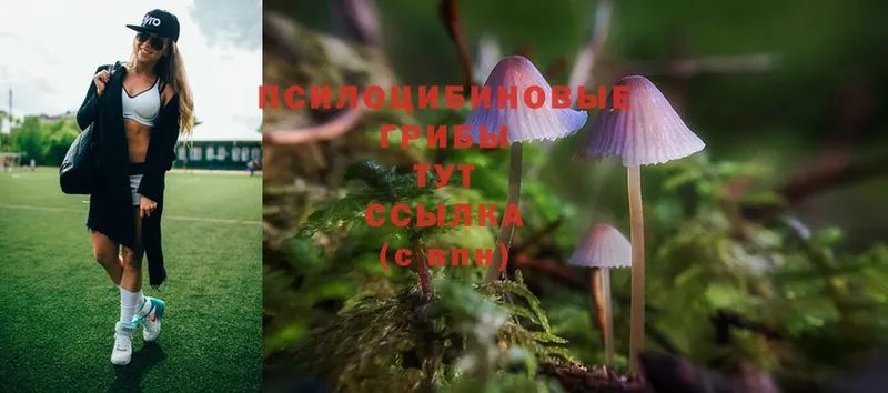 Галлюциногенные грибы MAGIC MUSHROOMS  кракен сайт  Мурино  где купить  